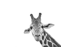 Giraffe Fine Art Print