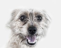 Happy Dog Fine Art Print