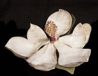 Magnolia 2 Fine Art Print