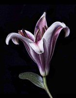 Purple Lily Fine Art Print