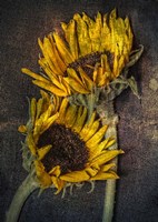 Sunflowers Fine Art Print