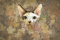Kitty Fine Art Print