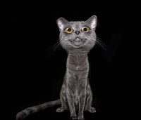 Leila Fine Art Print