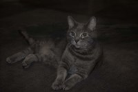 Lounging Leila Fine Art Print