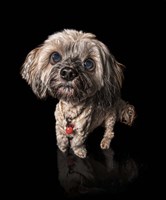 Scuzzle Fine Art Print