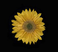Sunflower 2 Fine Art Print