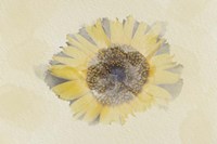 Sunflower 3 Fine Art Print