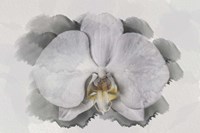 White Orchid Fine Art Print