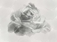 White Rose Fine Art Print