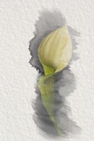 Yellow Calla Lily Fine Art Print