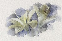 Yellow Lily 2 Fine Art Print