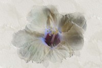 Yellow Wing Hibiscus Fine Art Print