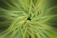 Garden Twirl Fine Art Print