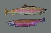 Saumons Fine Art Print