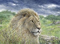 Lion Fine Art Print