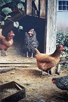 Russells chickens Fine Art Print