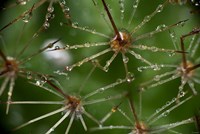 Cactus Flowers 1 Fine Art Print