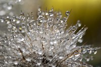 Cactus Flowers 5 Fine Art Print