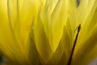 Cactus Flowers 18 Fine Art Print