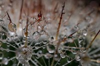 Cactus Flowers 19 Fine Art Print