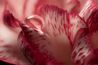 Dew Drops Macro 2 Fine Art Print