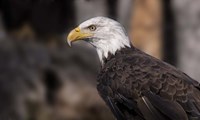 Bald Eagle 1 Fine Art Print