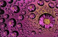 Window Drops 9 Fine Art Print