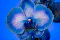 Red, White and Blue Orchid 4 Fine Art Print