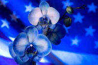 Red, White and Blue Orchid 9 Fine Art Print