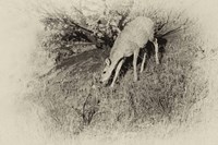 Badlands Antique 7 Fine Art Print