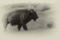 Badlands Antique 12 Fine Art Print