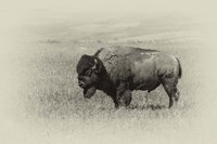 Badlands Antique 13 Fine Art Print