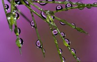 5 Ultra Macro Fine Art Print