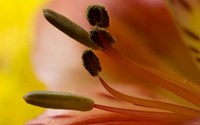 6 Ultra Macro Fine Art Print