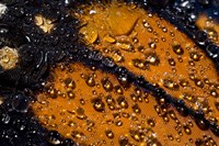 Monarch Butterfly 6 Fine Art Print