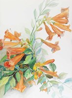 A Spray of Trumpet Vine Fine Art Print