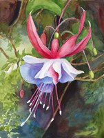 Fuchsia Blossom Fine Art Print