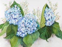 Hydrangea and Wax Flower Fine Art Print