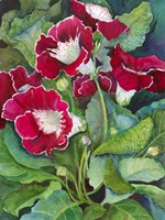 Red Gloxinia Fine Art Print