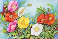 Small Colorful Poppies Fine Art Print