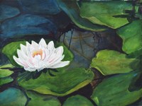 White Waterlily Fine Art Print