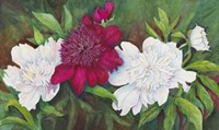 A Ruby Peony Fine Art Print