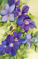 Deep Purple Clematis Fine Art Print