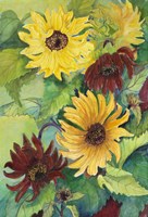Light and Dark Sunflower Fine Art Print