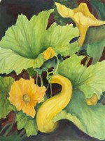 Squash Fine Art Print