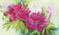 Three Colors of Peonies Fine Art Print