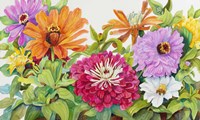 Zinnias A Glow Fine Art Print