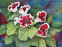 Red and White Gloxinia Fine Art Print
