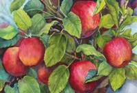 Apples Framed Print