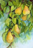Pears 2 Fine Art Print
